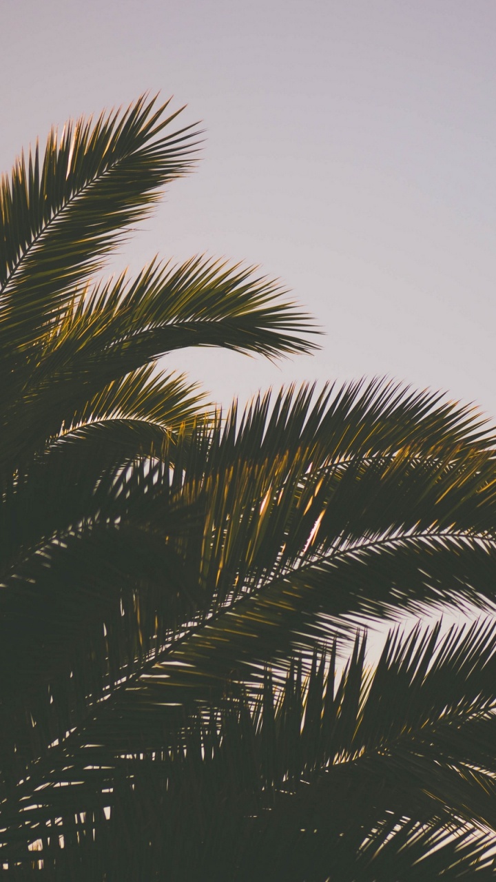Palmier Vert Sous Ciel Blanc. Wallpaper in 720x1280 Resolution