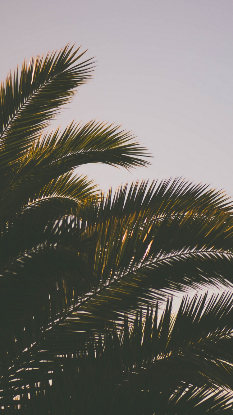 Palmera Verde Bajo el Cielo Blanco. Wallpaper in 750x1334 Resolution