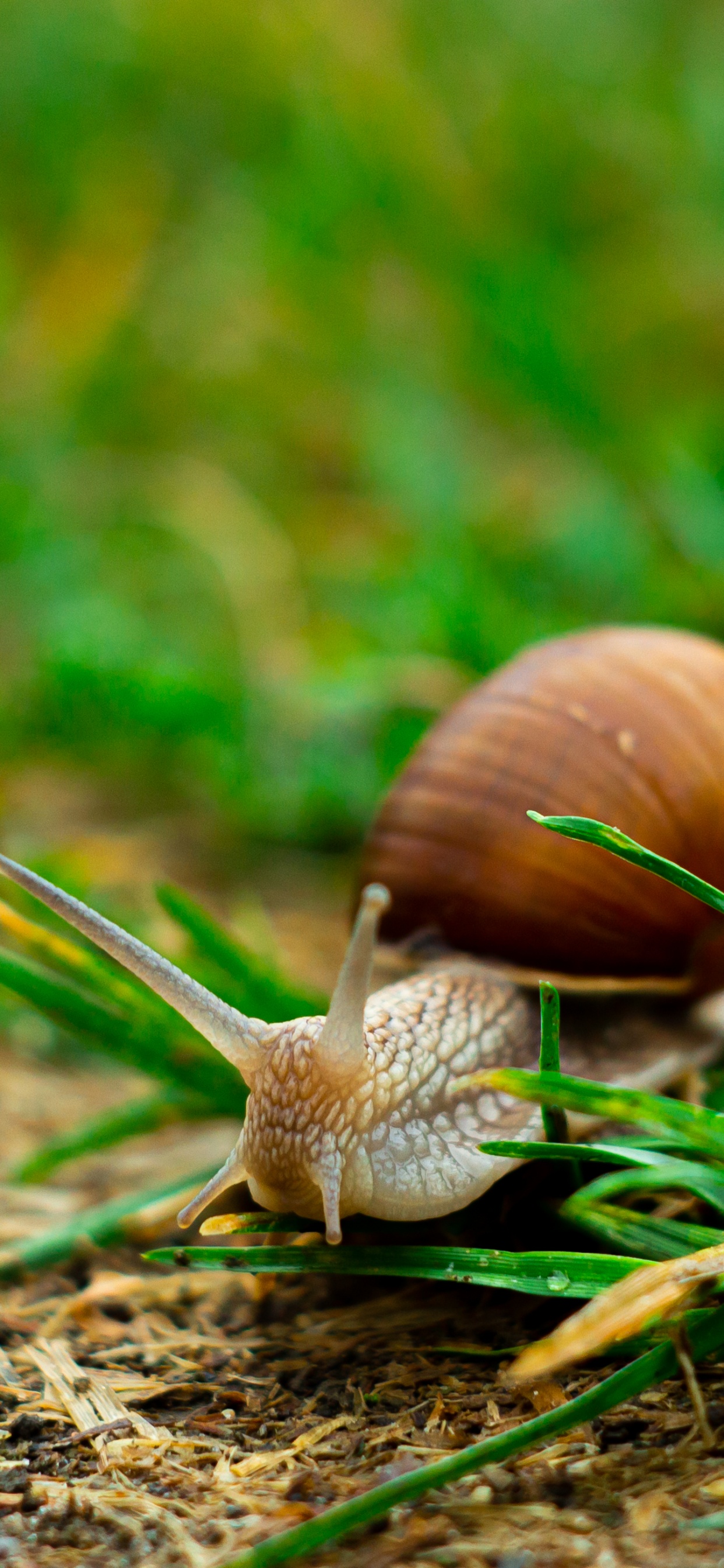 Arbol, Naturaleza, Verano, Abedul, Caracol. Wallpaper in 1242x2688 Resolution