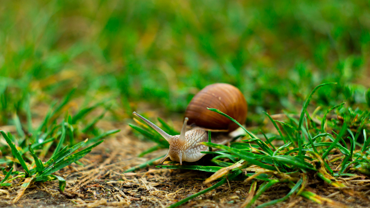 Arbol, Naturaleza, Verano, Abedul, Caracol. Wallpaper in 1280x720 Resolution