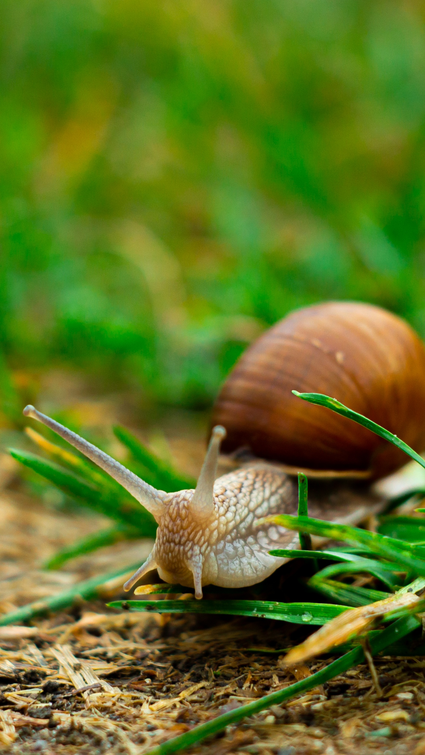 Arbol, Naturaleza, Verano, Abedul, Caracol. Wallpaper in 1440x2560 Resolution