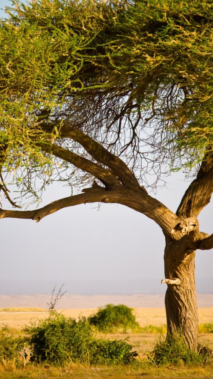 Brown Leafless Tree on Green Grass Field During Daytime. Wallpaper in 720x1280 Resolution
