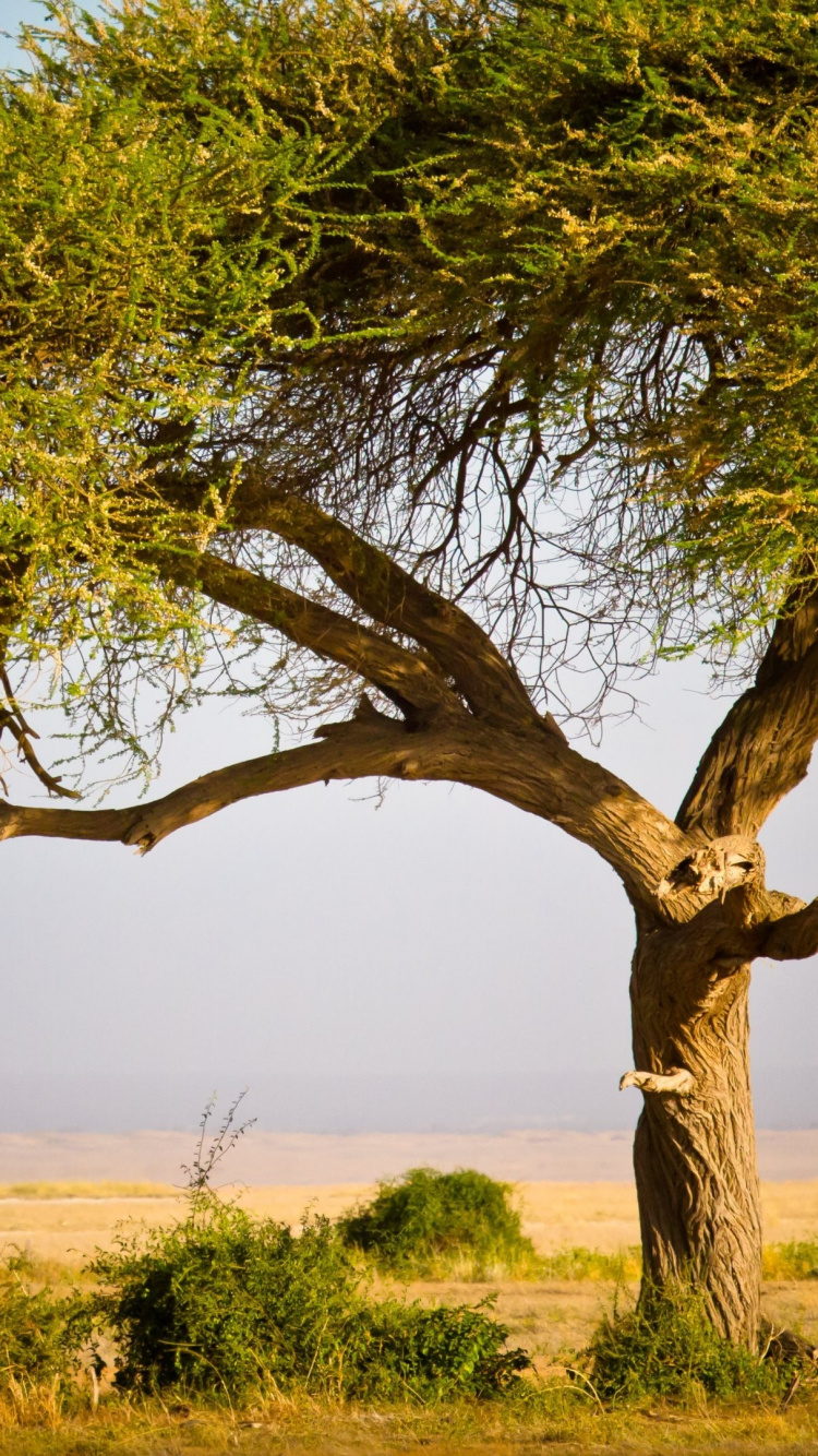 Brown Leafless Tree on Green Grass Field During Daytime. Wallpaper in 750x1334 Resolution