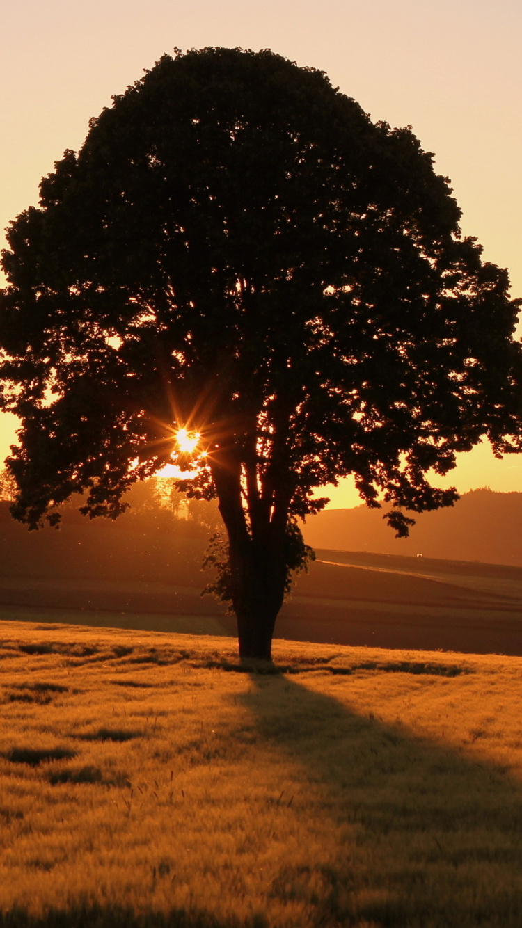 Grüner Baum Auf Grüner Wiese Bei Sonnenuntergang. Wallpaper in 750x1334 Resolution