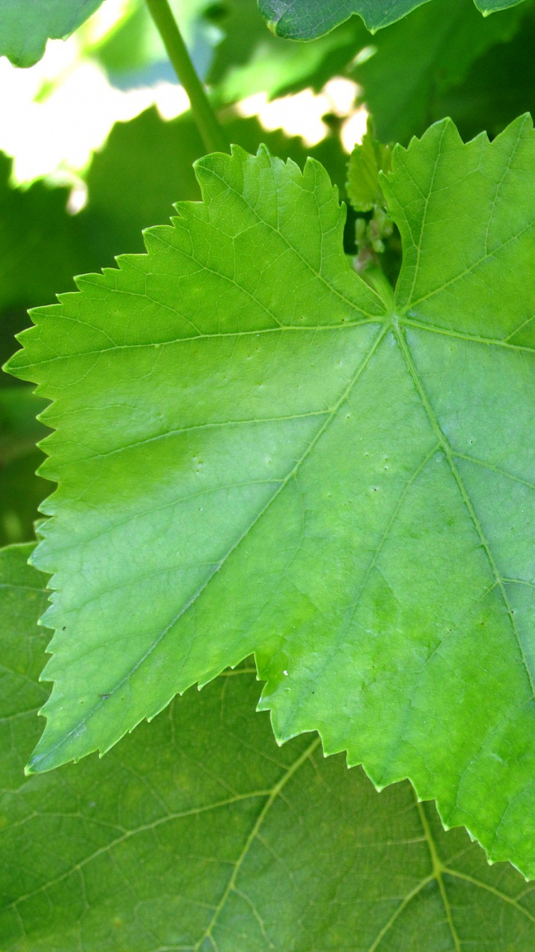 Green Leaf Plant During Daytime. Wallpaper in 750x1334 Resolution