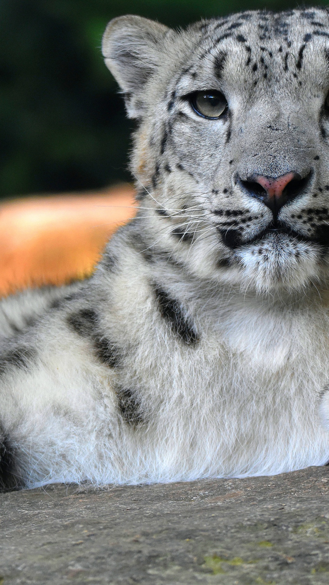 Snow Leopard, Leopard, Cat, Wildcat, Paw. Wallpaper in 1080x1920 Resolution