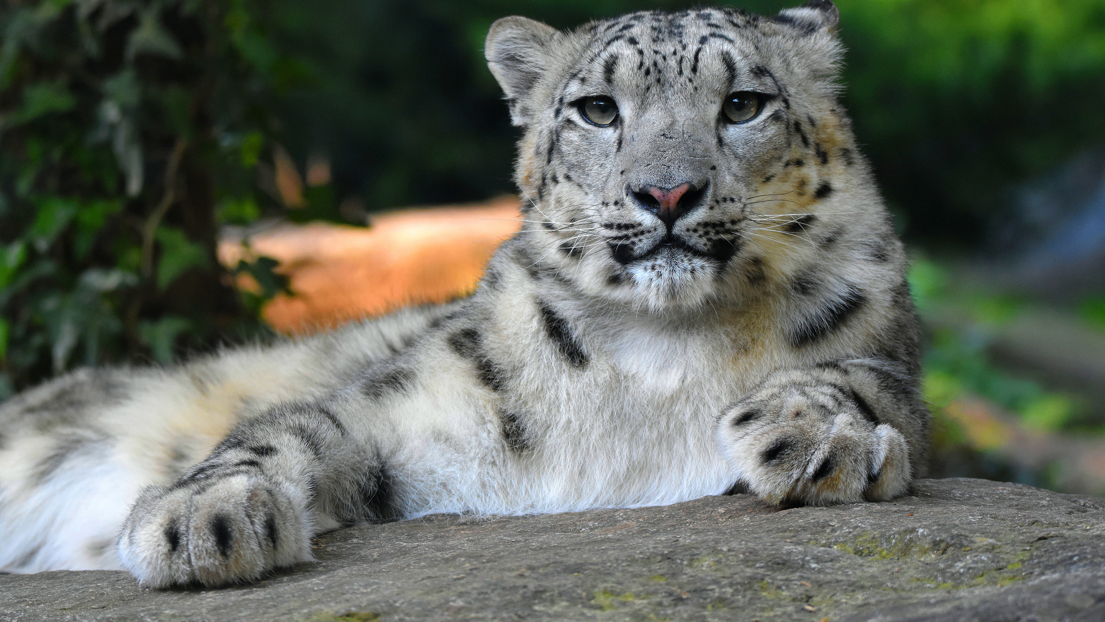 Snow Leopard, Leopard, Cat, Wildcat, Paw. Wallpaper in 3840x2160 Resolution
