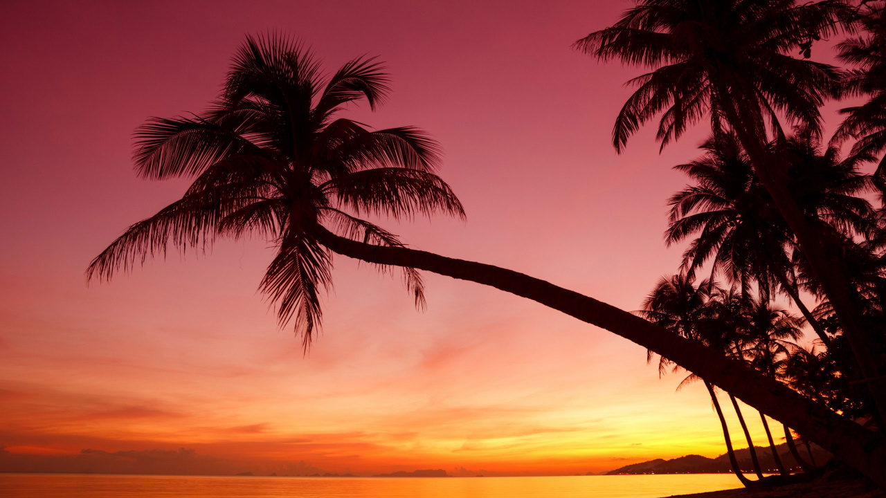 Palm Tree Near Body of Water During Sunset. Wallpaper in 1280x720 Resolution