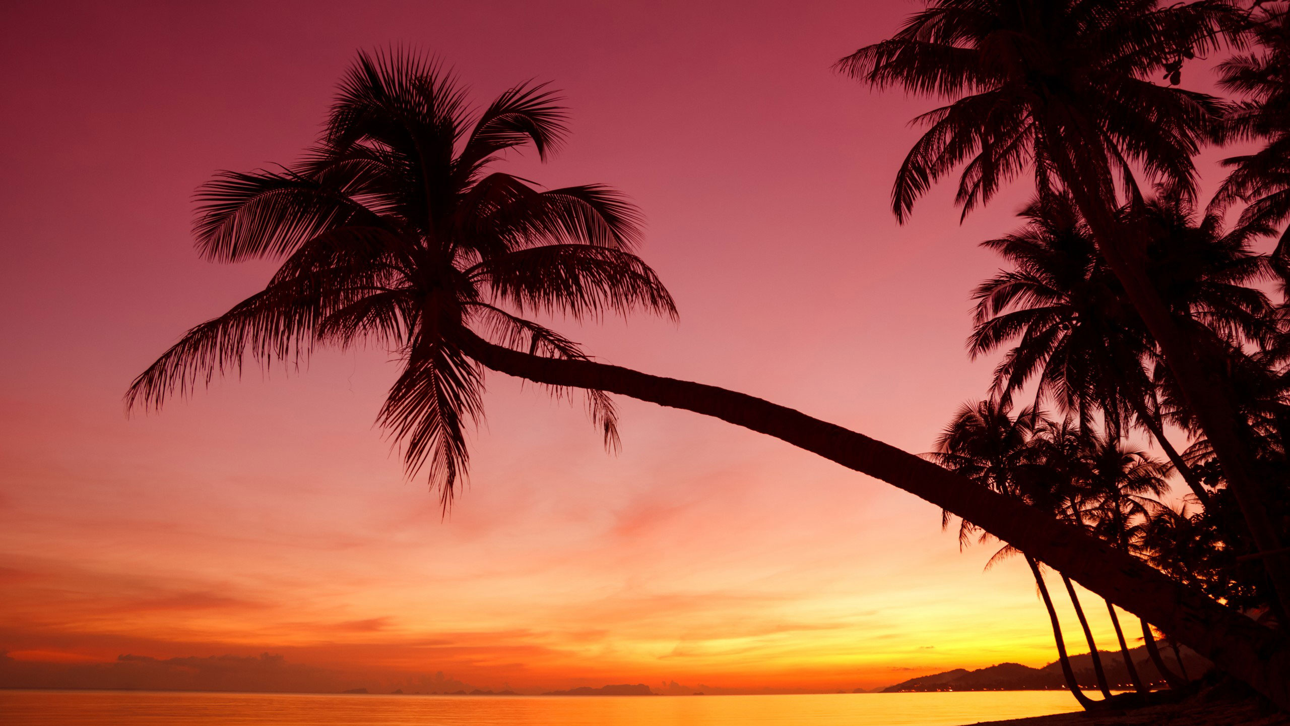 Palm Tree Near Body of Water During Sunset. Wallpaper in 2560x1440 Resolution