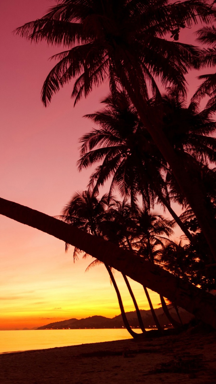 Palm Tree Near Body of Water During Sunset. Wallpaper in 720x1280 Resolution