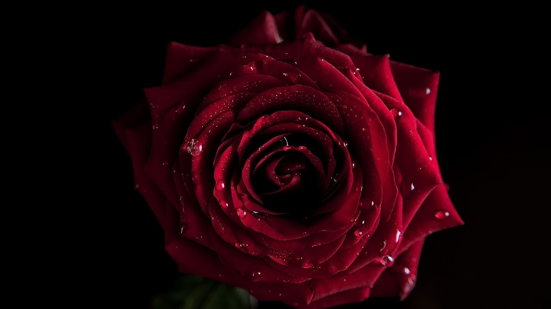 Red Rose in Close up Photography. Wallpaper in 1920x1080 Resolution
