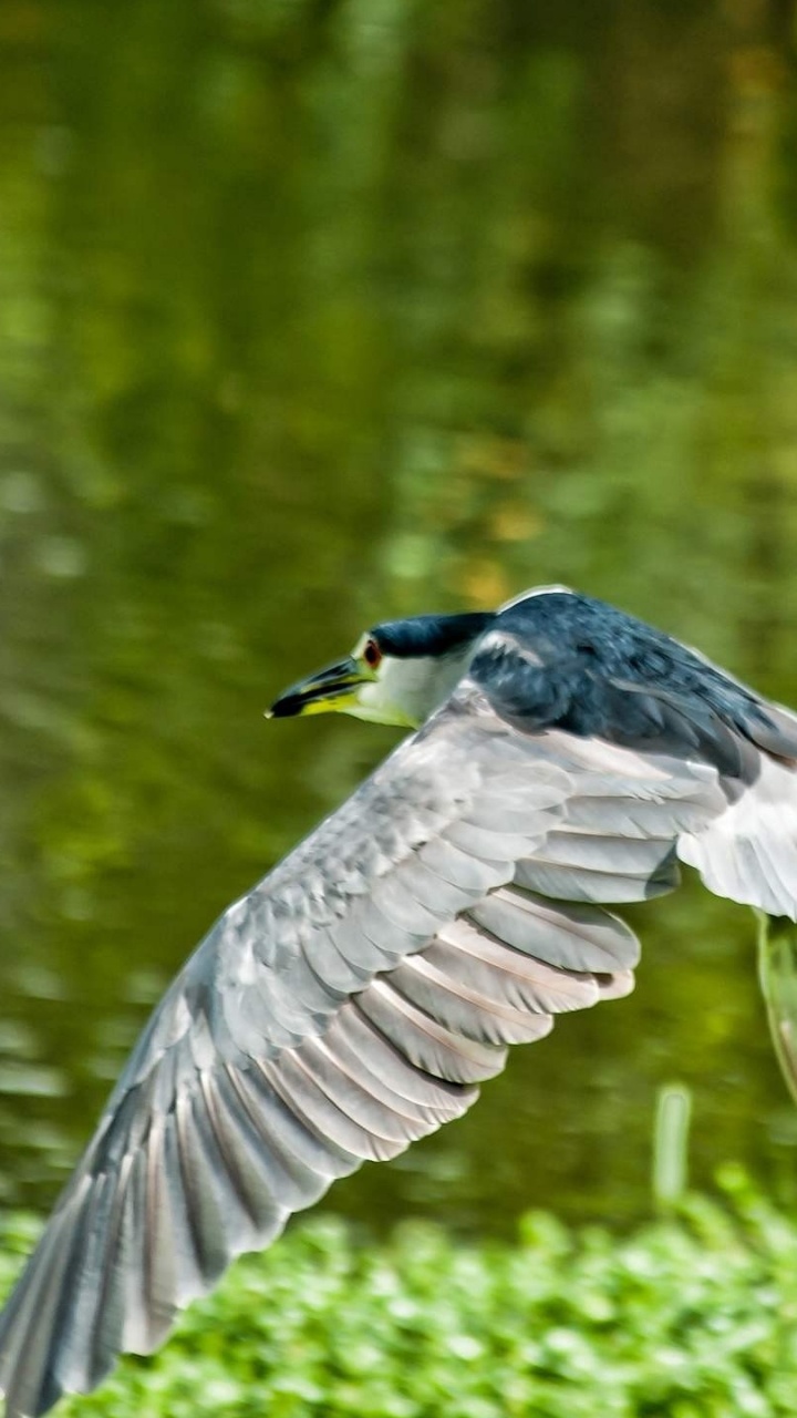 Grey and Black Bird Flying Over The Water. Wallpaper in 720x1280 Resolution