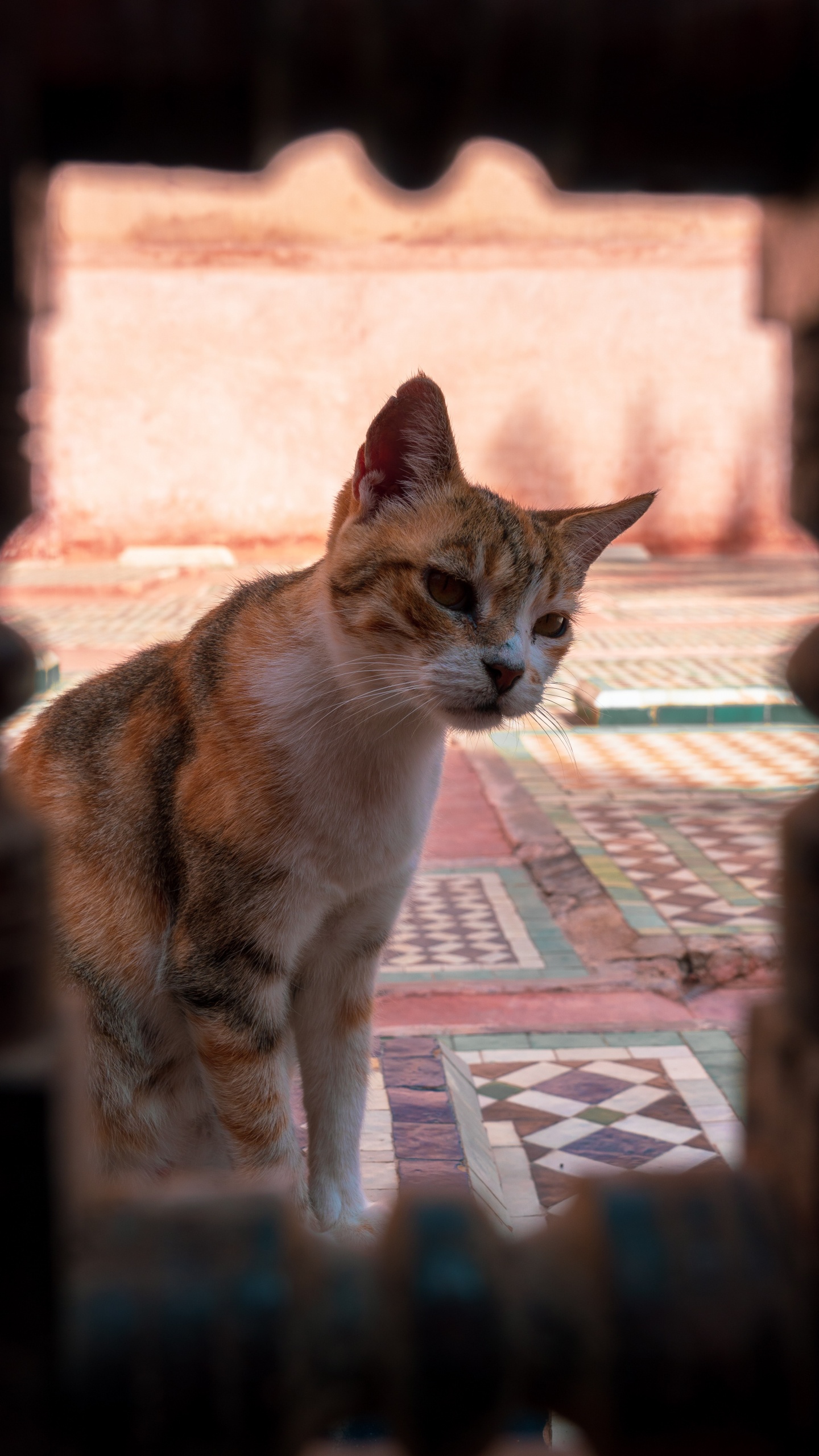 Orange and White Tabby Cat. Wallpaper in 1440x2560 Resolution