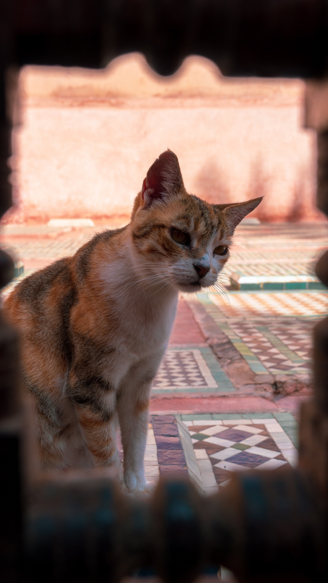 小猫, 胡须, 爱琴的猫, 猫科, 亚洲 壁纸 1080x1920 允许