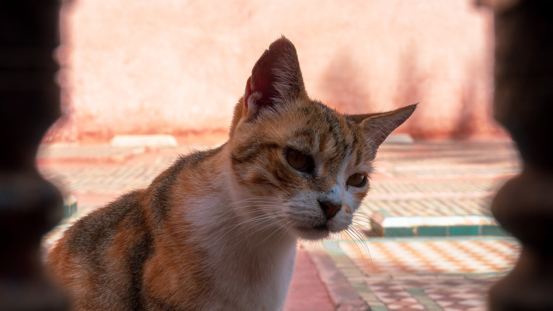 Gato Atigrado Naranja y Blanco. Wallpaper in 1920x1080 Resolution