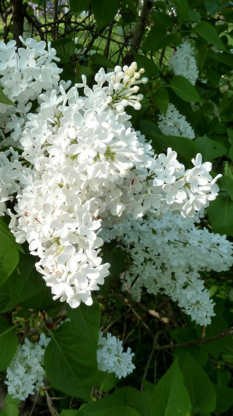 Fleurs Blanches à Feuilles Vertes. Wallpaper in 750x1334 Resolution