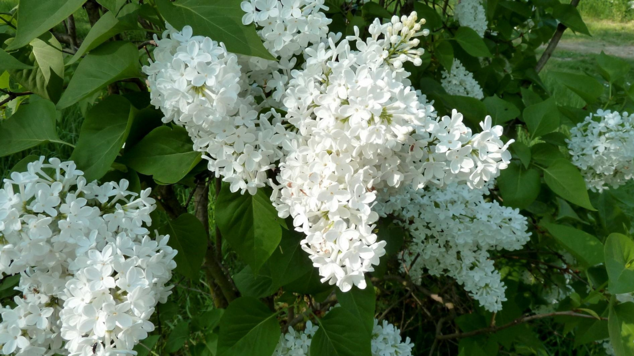 White Flowers With Green Leaves. Wallpaper in 1280x720 Resolution