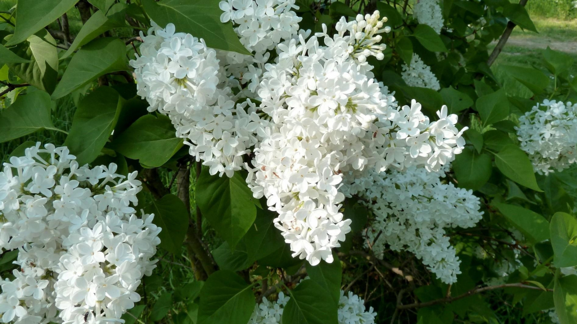 White Flowers With Green Leaves. Wallpaper in 1920x1080 Resolution