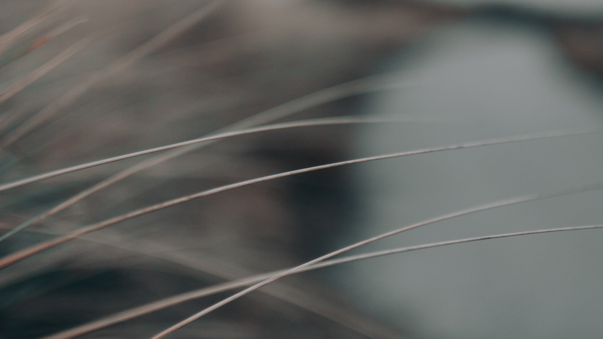 Black and White Fur Textile. Wallpaper in 1920x1080 Resolution