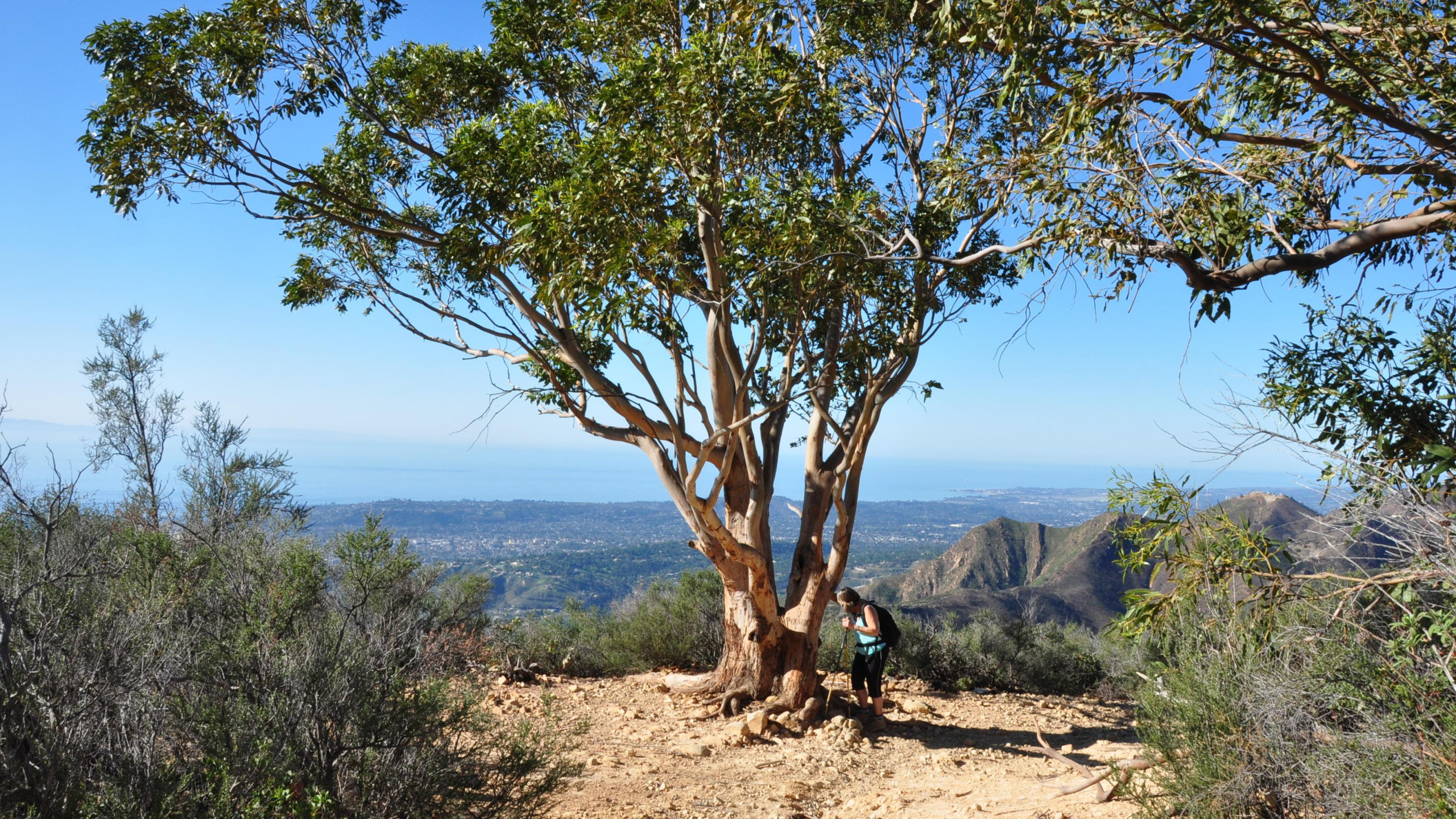 Árbol Verde en Campo Marrón Durante el Día. Wallpaper in 2560x1440 Resolution