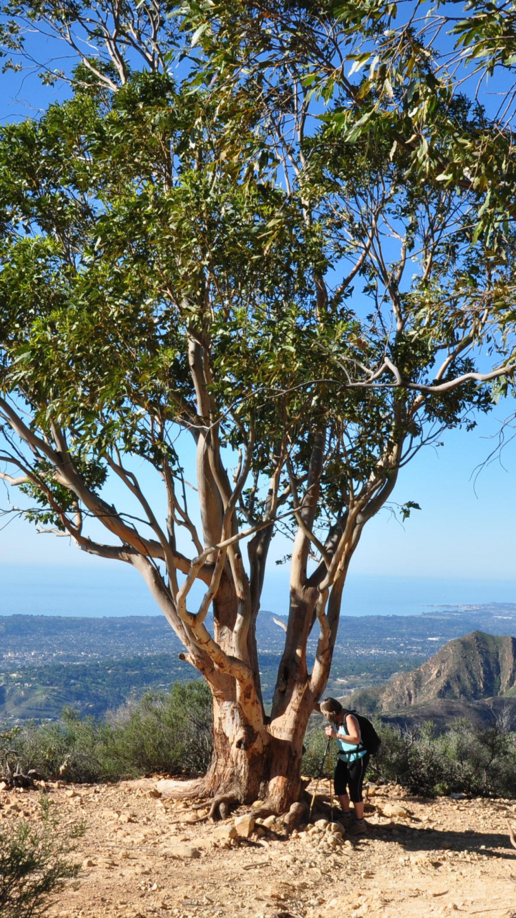 Green Tree on Brown Field During Daytime. Wallpaper in 750x1334 Resolution