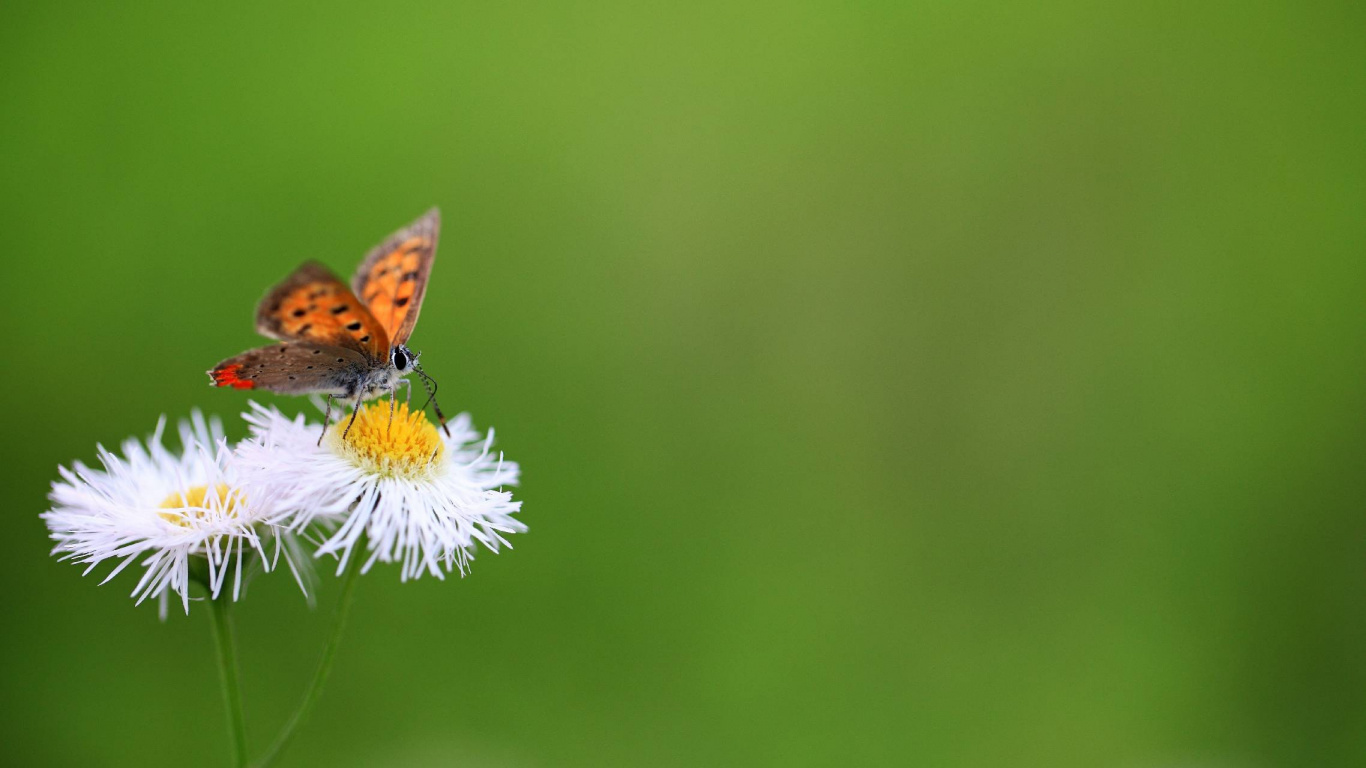 Brown and Black Butterfly Perched on White Flower in Close up Photography During Daytime. Wallpaper in 1366x768 Resolution