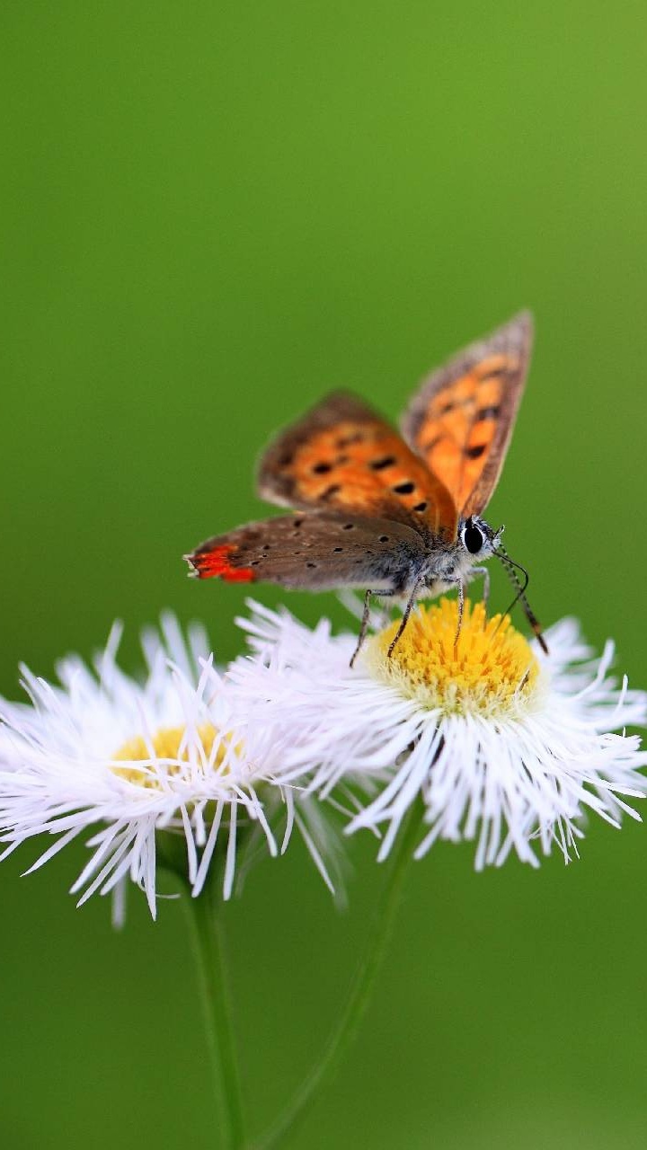 Brown and Black Butterfly Perched on White Flower in Close up Photography During Daytime. Wallpaper in 720x1280 Resolution