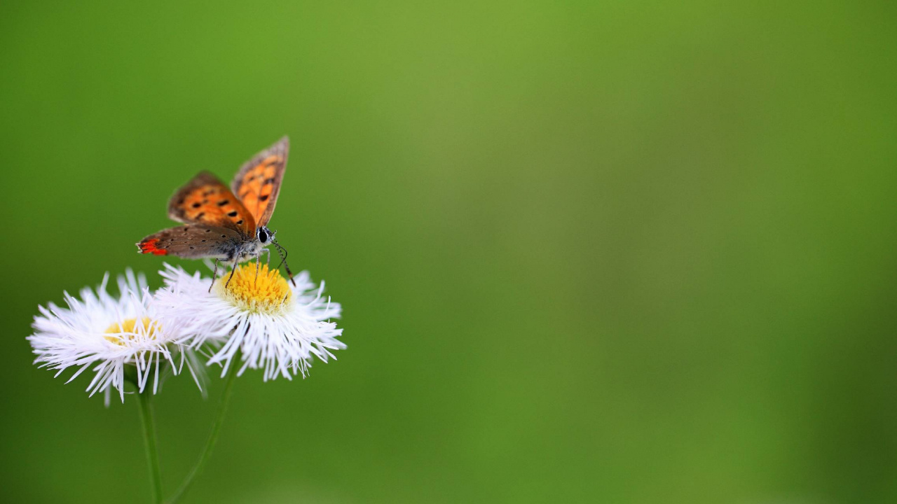 Brauner Und Schwarzer Schmetterling Thront Auf Weißer Blume in Nahaufnahme Während Des Tages. Wallpaper in 1280x720 Resolution