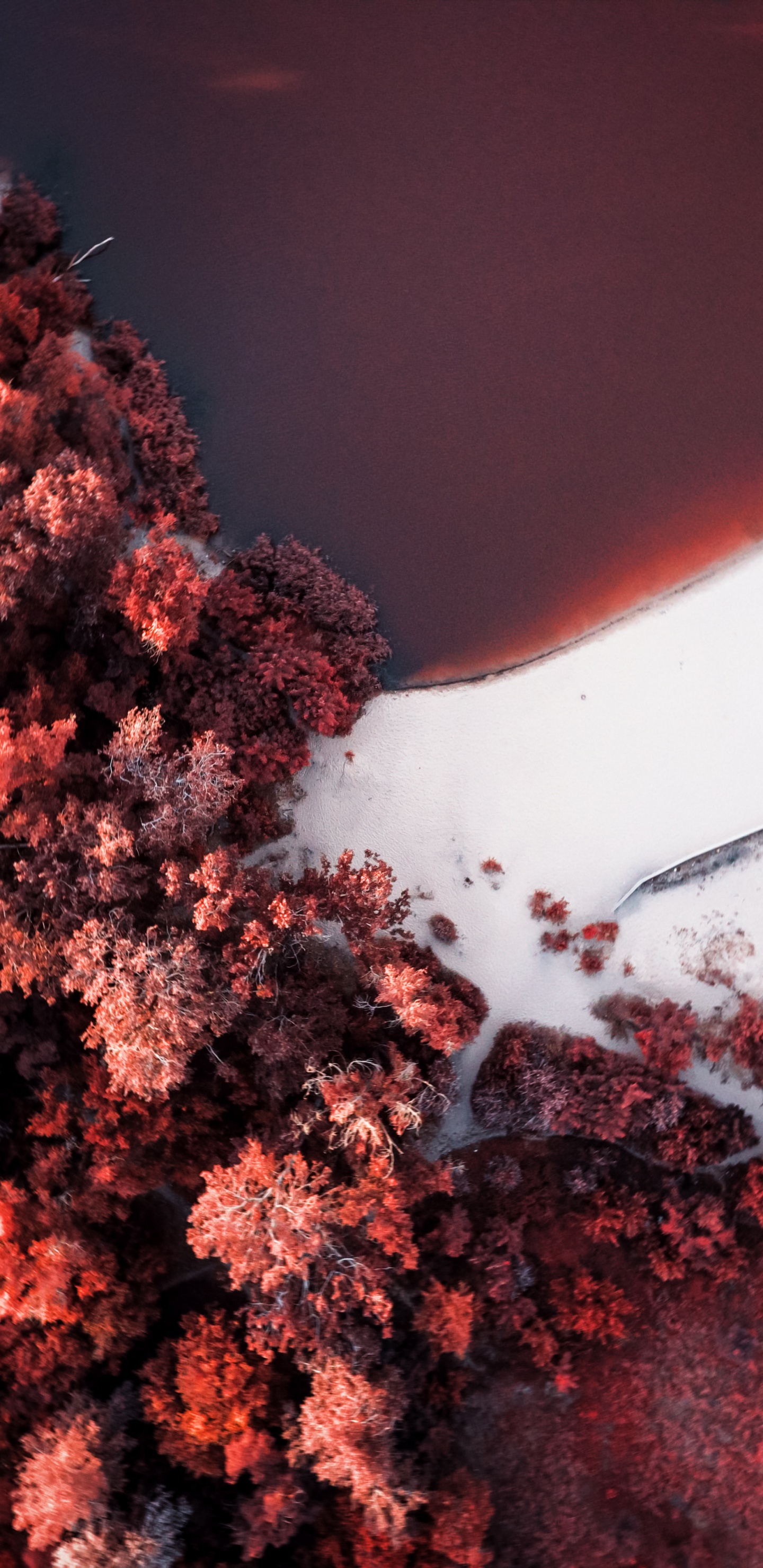 Soundcloud, Orange, Zweig, Naturlandschaft, Einfrieren. Wallpaper in 1440x2960 Resolution