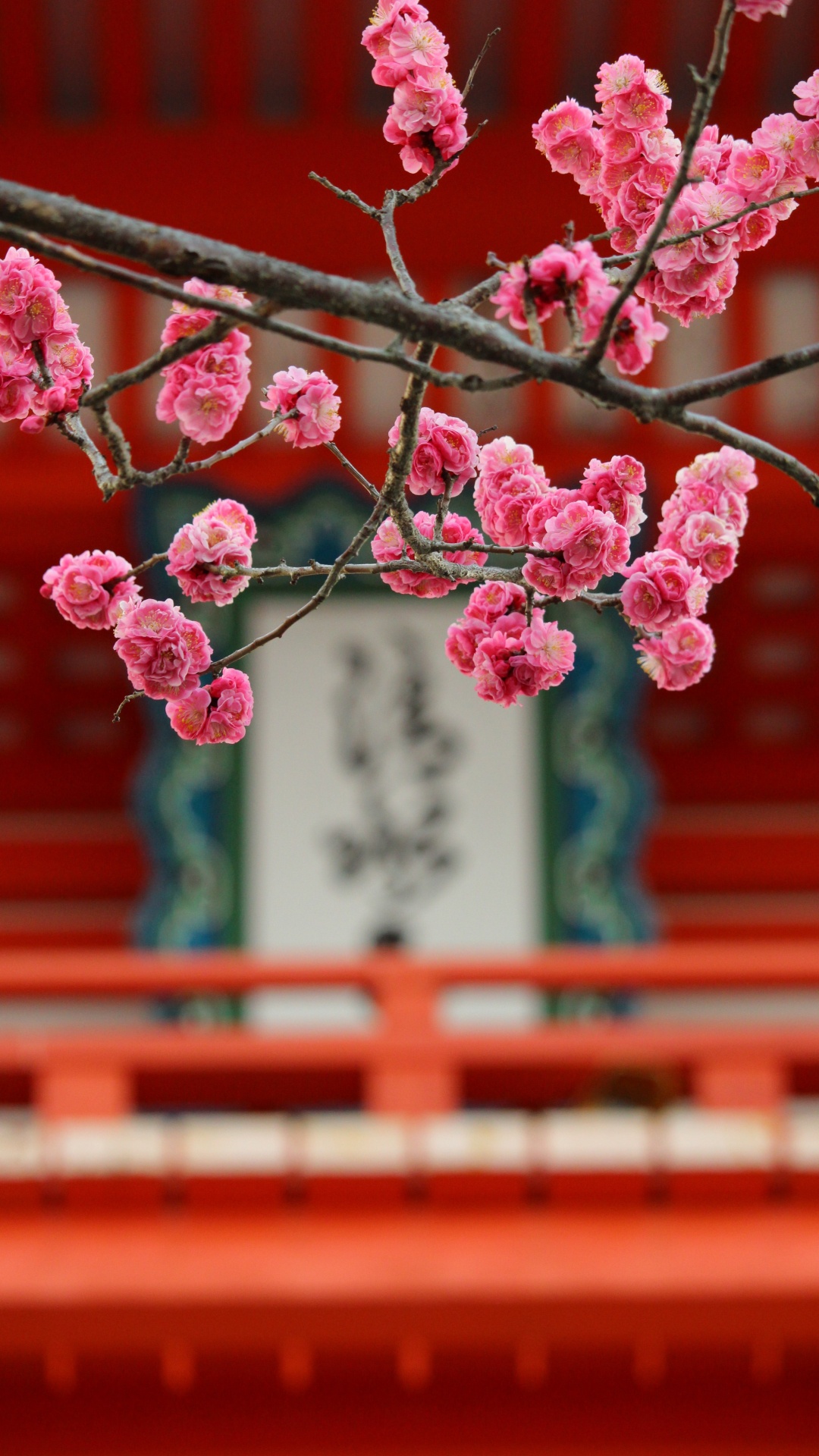 粉红色, 弹簧, 开花, 樱花, 工厂 壁纸 1080x1920 允许