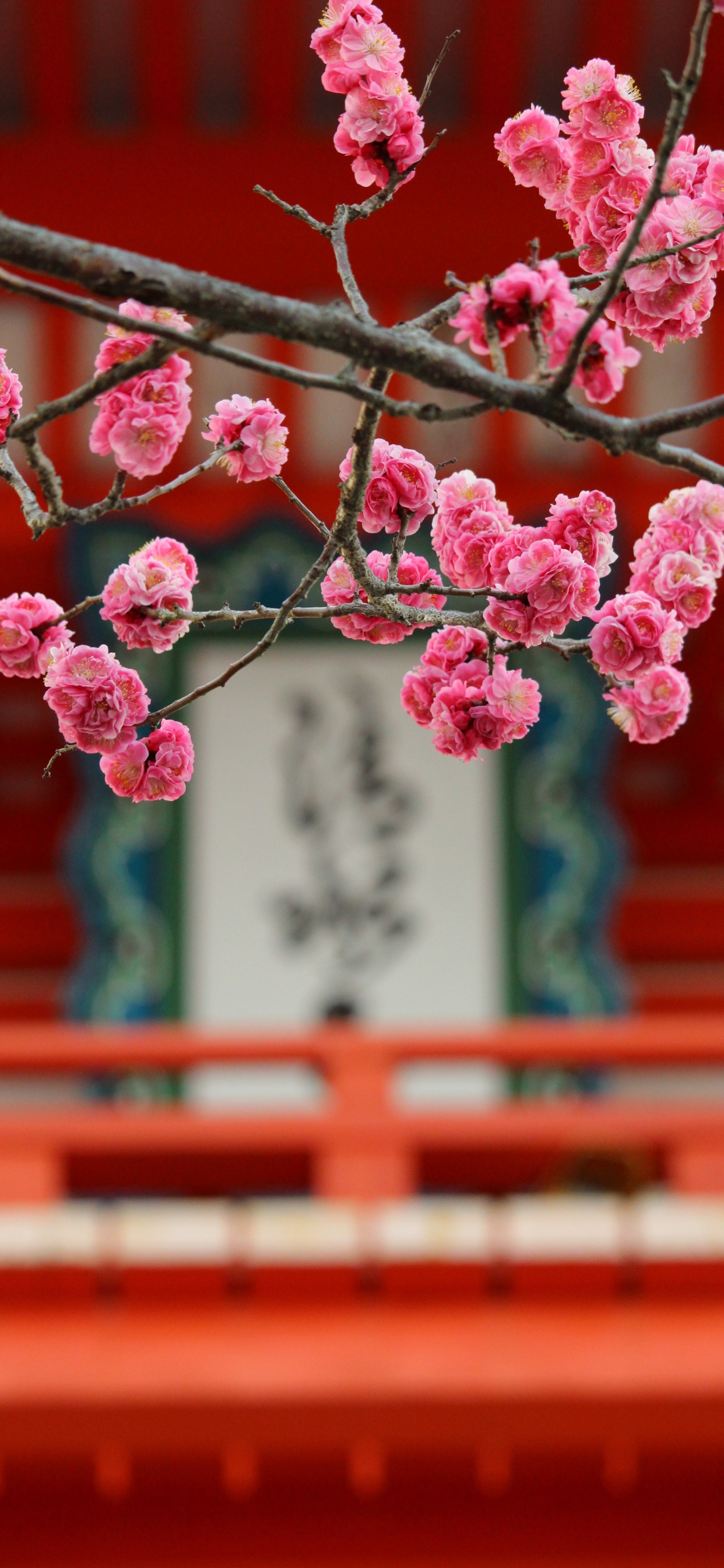 粉红色, 弹簧, 开花, 樱花, 工厂 壁纸 1242x2688 允许