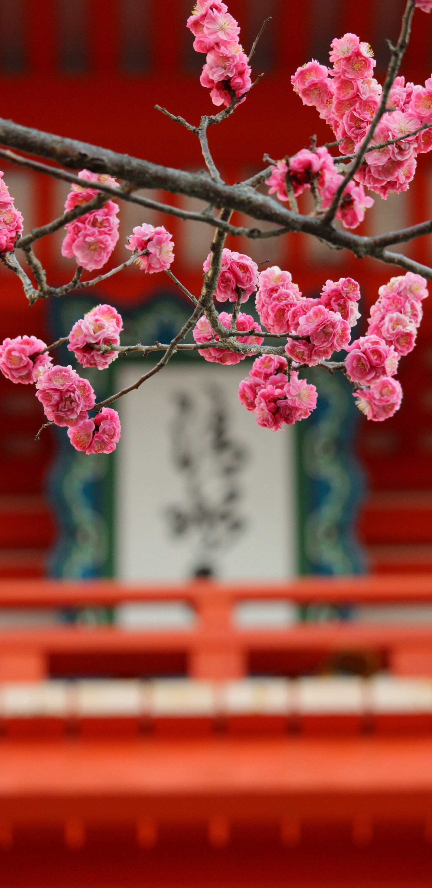 粉红色, 弹簧, 开花, 樱花, 工厂 壁纸 1440x2960 允许