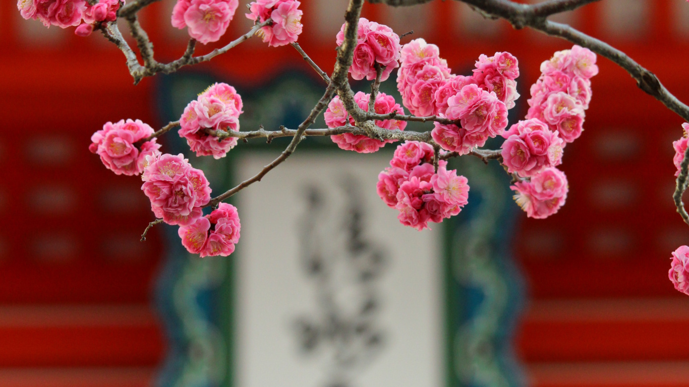 Pink Cherry Blossom Tree Near Red Wooden House During Daytime. Wallpaper in 1366x768 Resolution