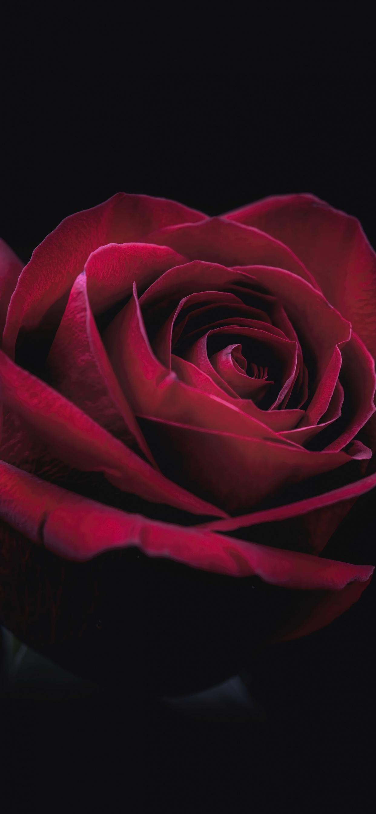 Rote Rose Auf Schwarzem Hintergrund. Wallpaper in 1242x2688 Resolution