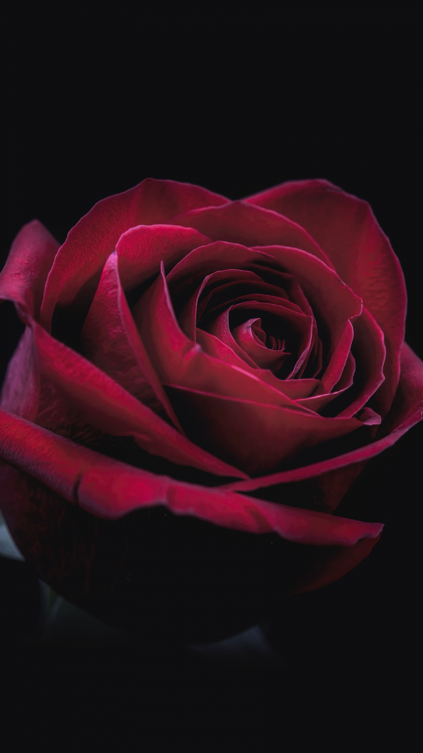 Rote Rose Auf Schwarzem Hintergrund. Wallpaper in 1440x2560 Resolution