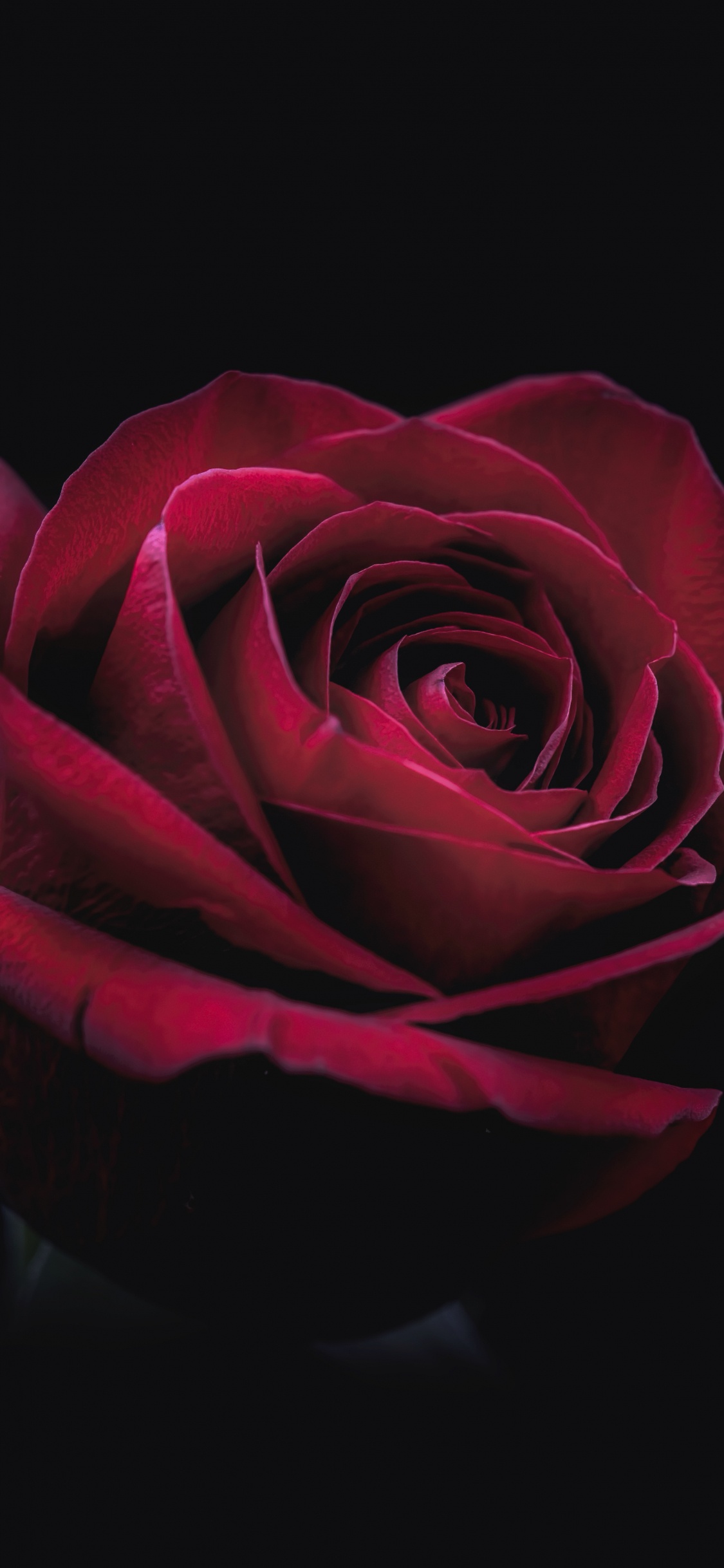 Rose Rouge Sur Fond Noir. Wallpaper in 1125x2436 Resolution