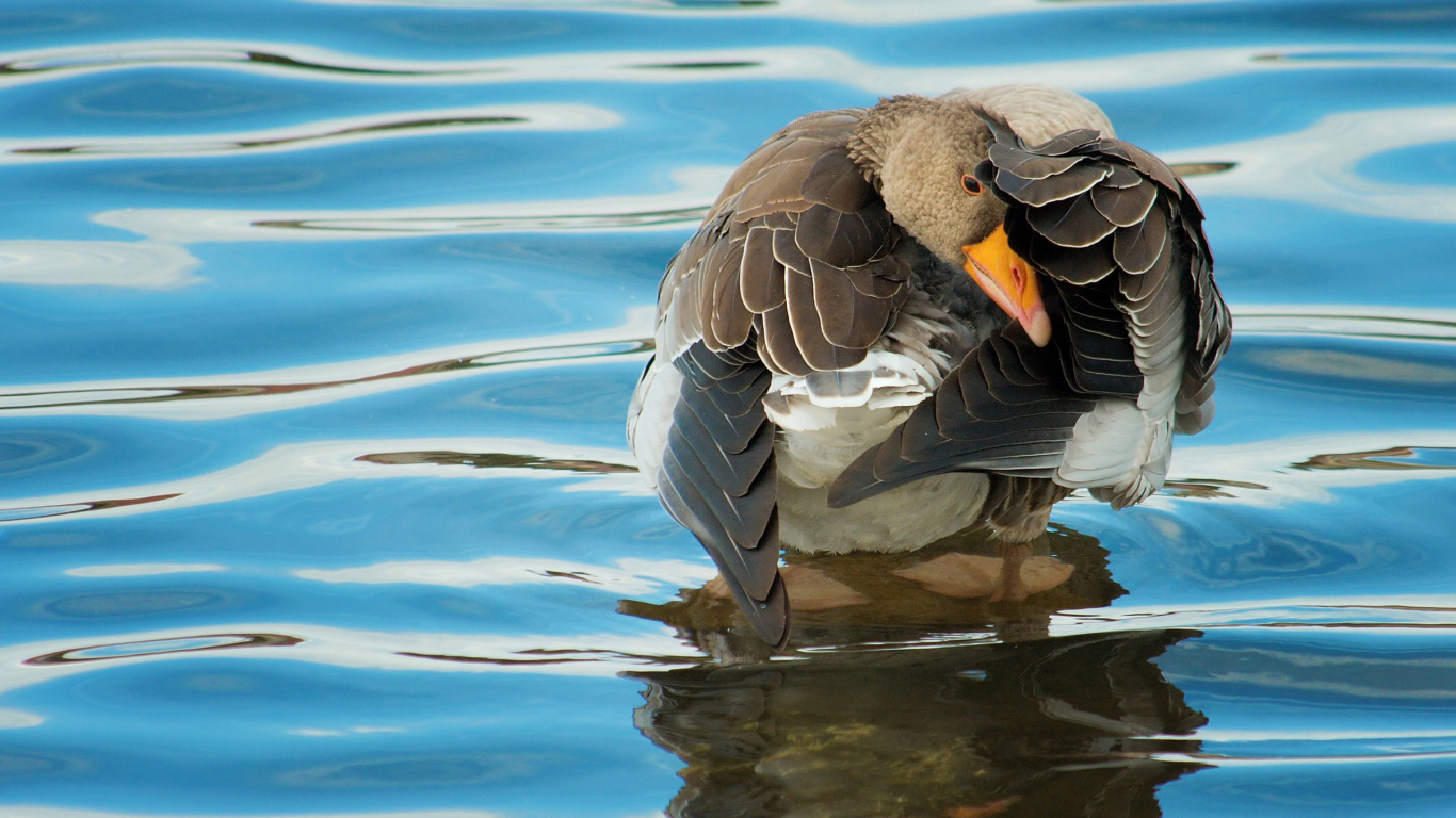 Pato Marrón en el Agua Durante el Día. Wallpaper in 1366x768 Resolution