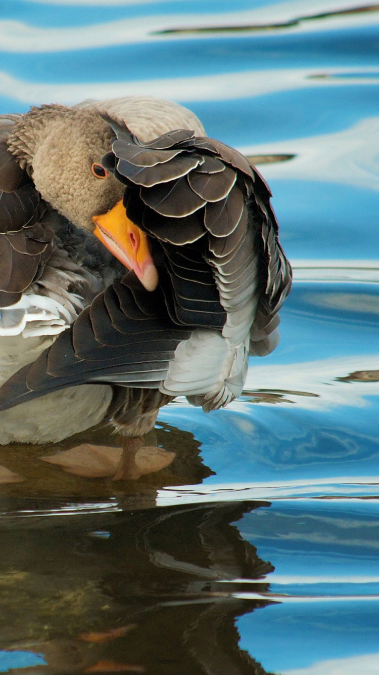 Pato Marrón en el Agua Durante el Día. Wallpaper in 750x1334 Resolution