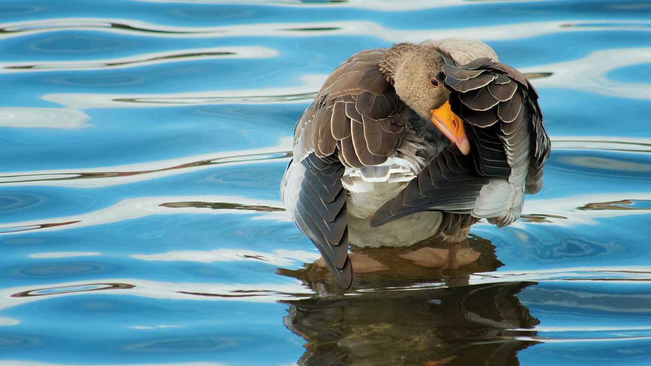 Braune Ente Tagsüber Auf Dem Wasser. Wallpaper in 1280x720 Resolution