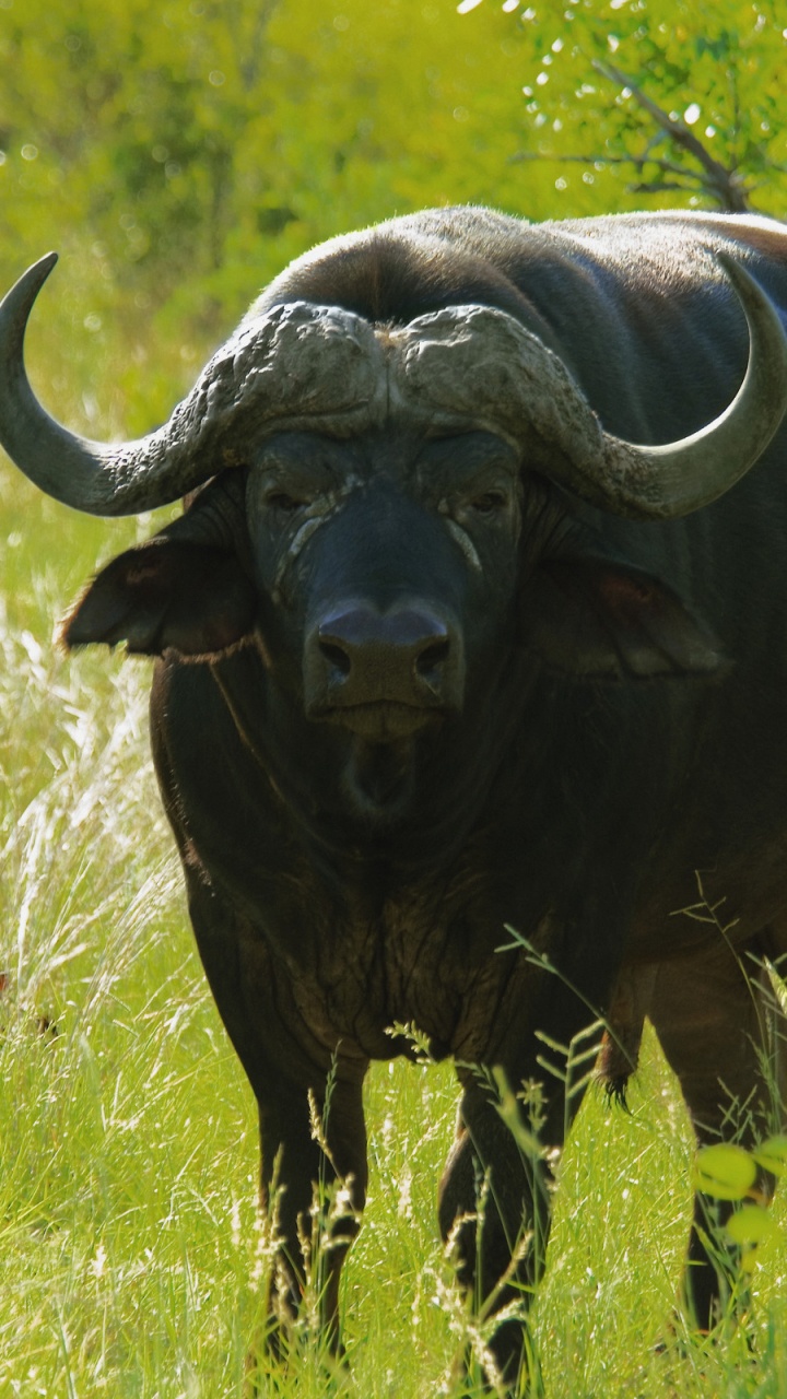 Black Water Buffalo on Green Grass Field During Daytime. Wallpaper in 720x1280 Resolution