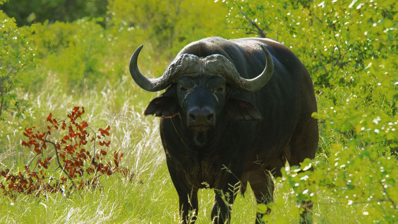 非洲水牛, 野生动物, 水牛, 陆地动物, 喇叭 壁纸 1280x720 允许