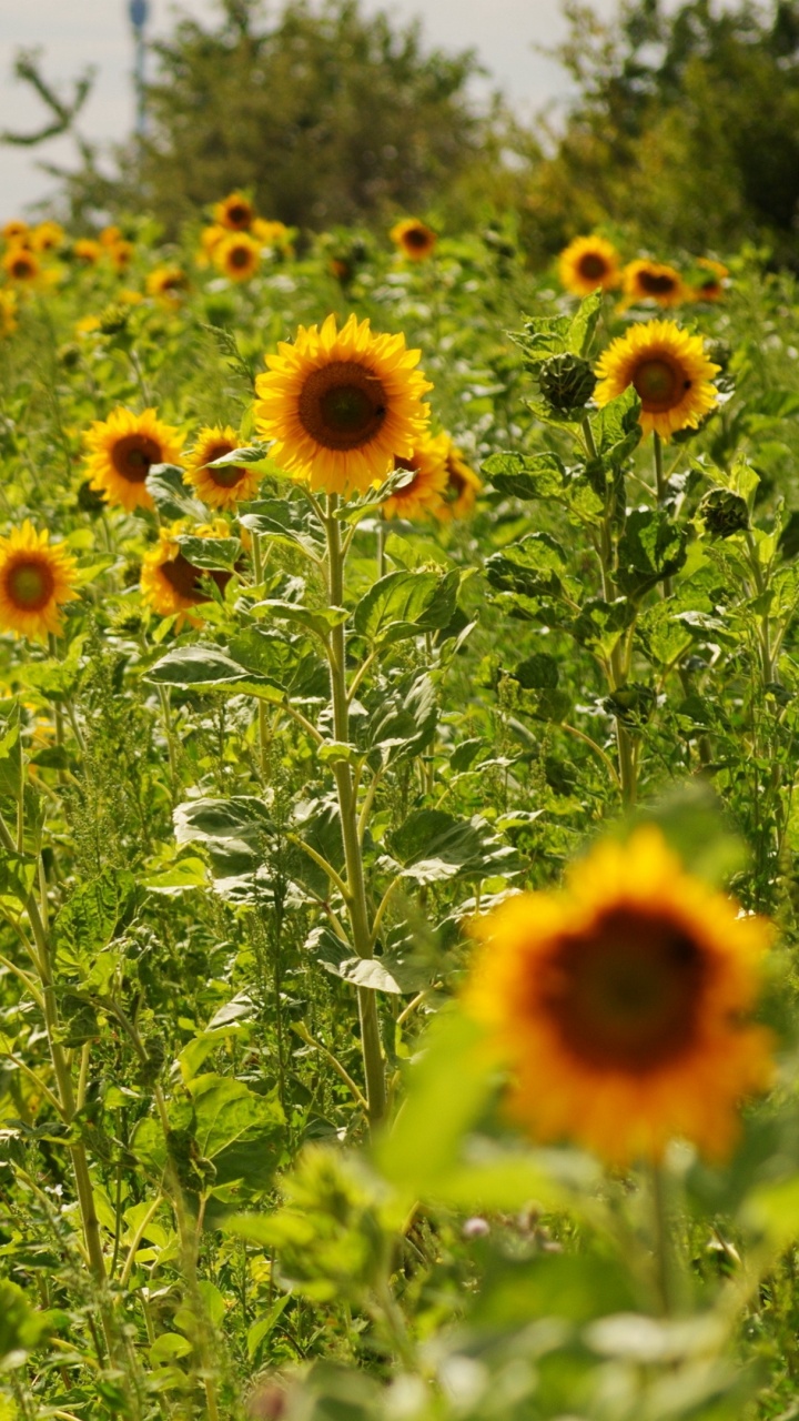 Sunflower Field Under White Sky During Daytime. Wallpaper in 720x1280 Resolution
