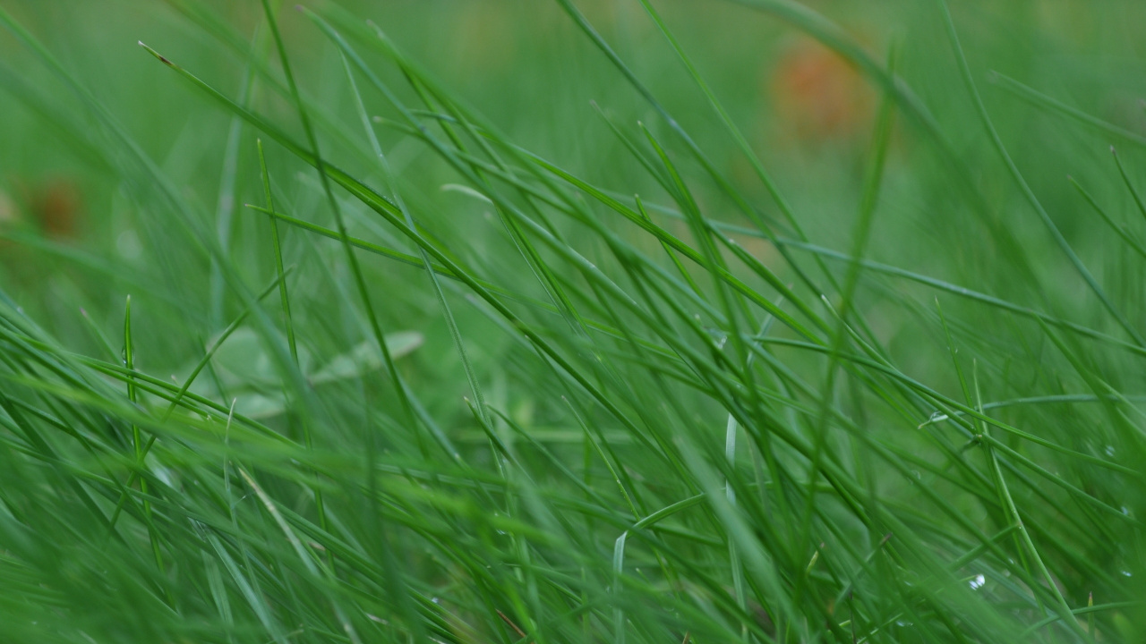 Wassertau Auf Grünem Gras. Wallpaper in 1280x720 Resolution