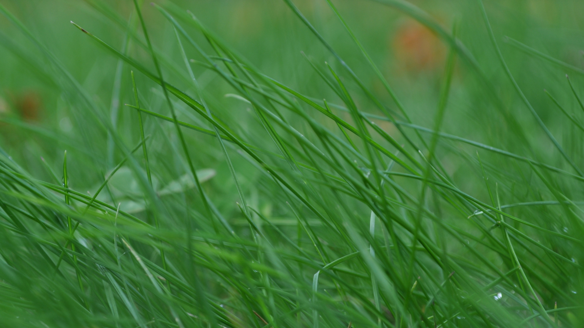 Wassertau Auf Grünem Gras. Wallpaper in 1920x1080 Resolution