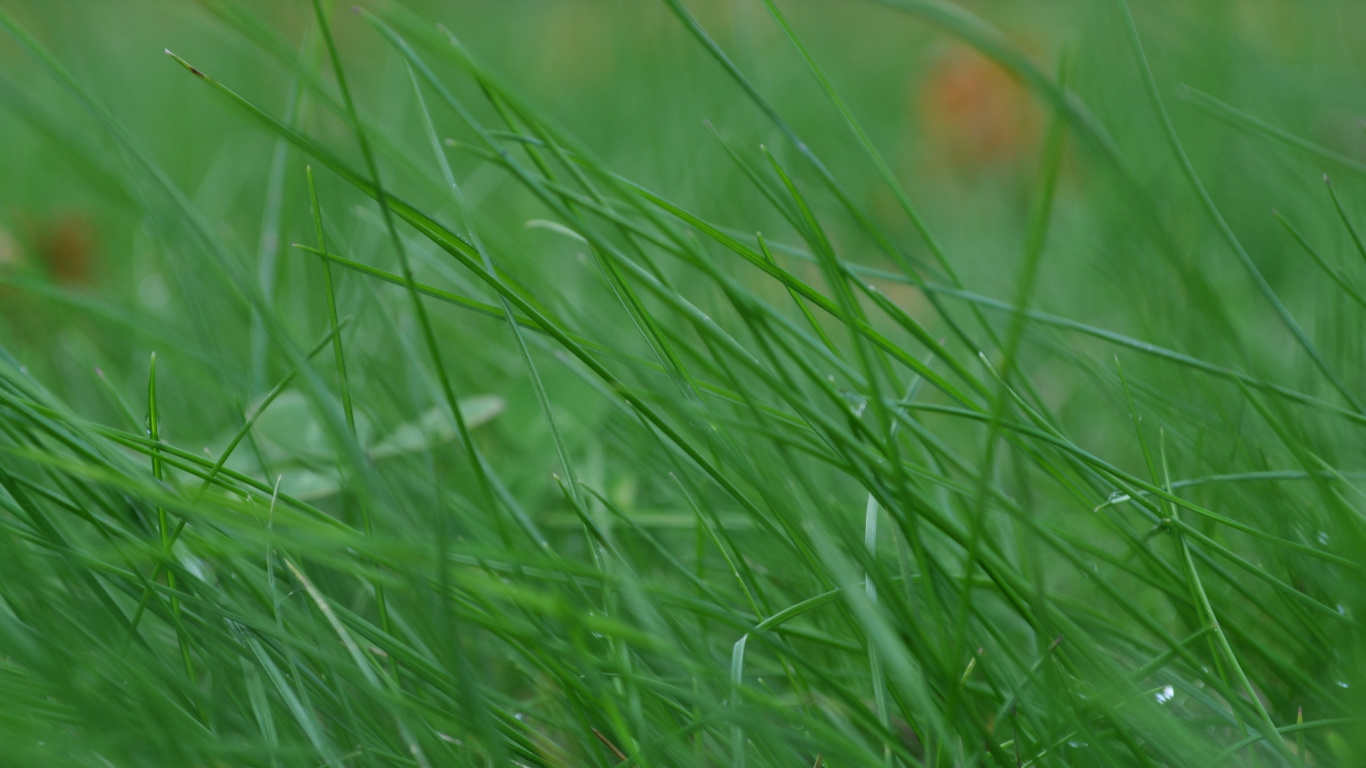 Rosée de L'eau Sur L'herbe Verte. Wallpaper in 1366x768 Resolution