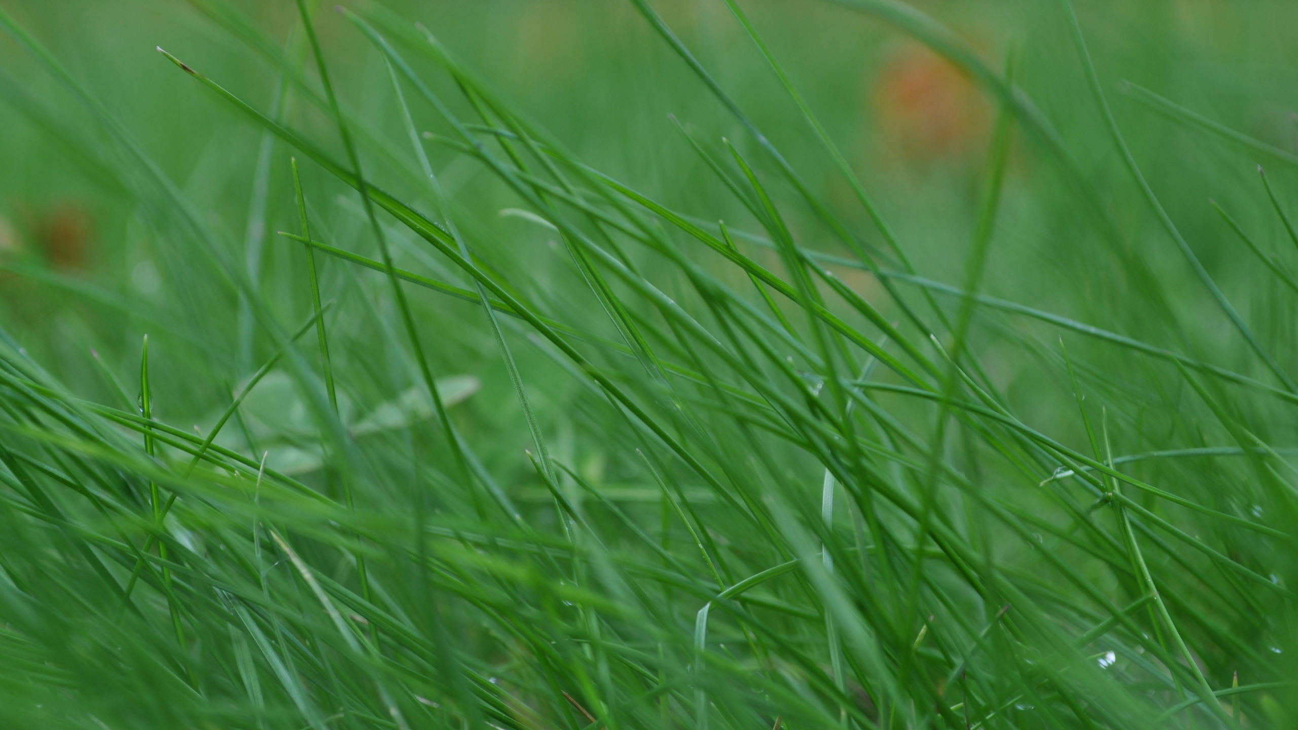 Rosée de L'eau Sur L'herbe Verte. Wallpaper in 2560x1440 Resolution
