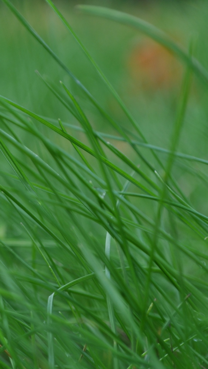 Rosée de L'eau Sur L'herbe Verte. Wallpaper in 720x1280 Resolution