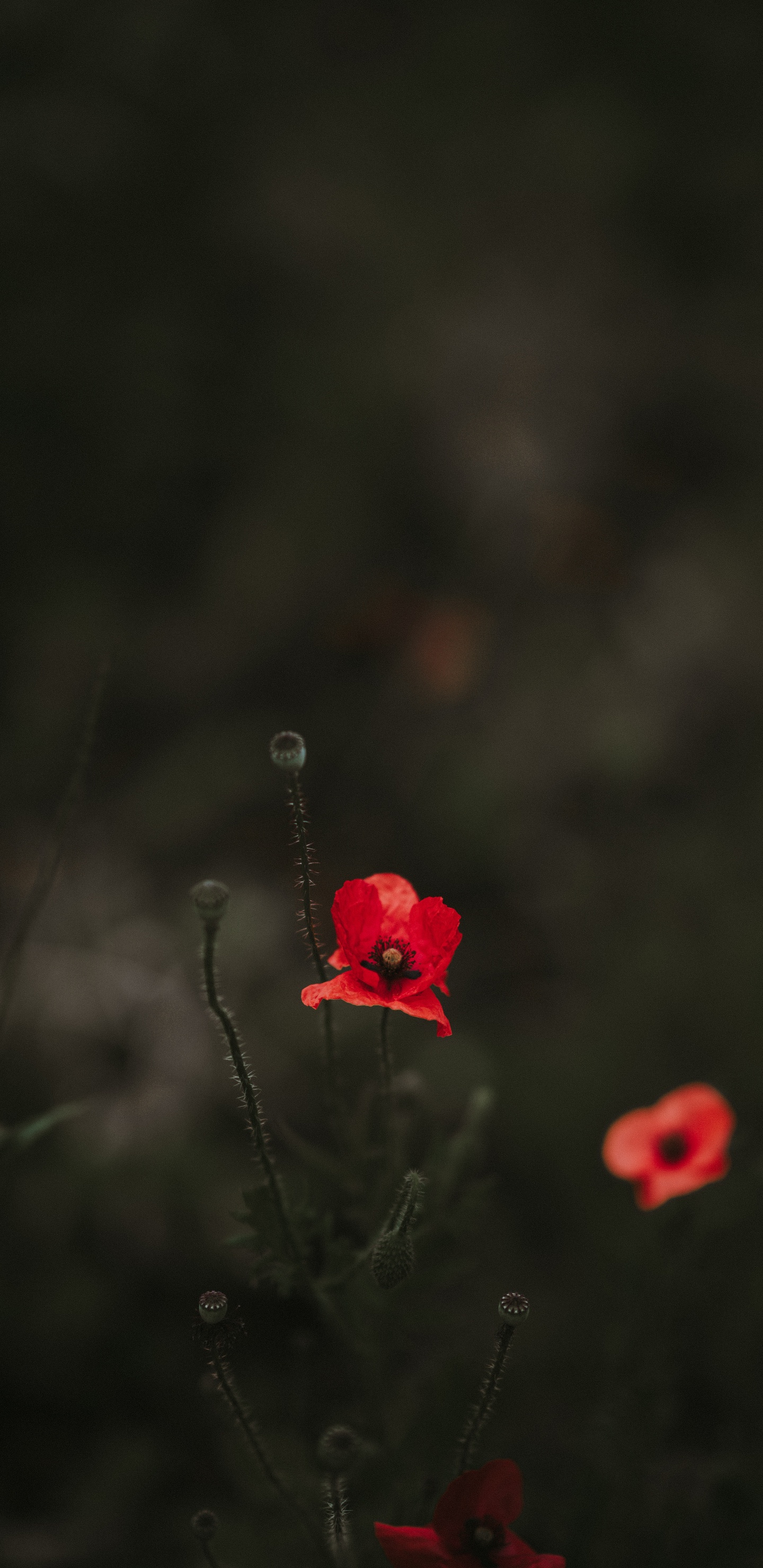 Rote Blume in Tilt-Shift-Linse. Wallpaper in 1440x2960 Resolution