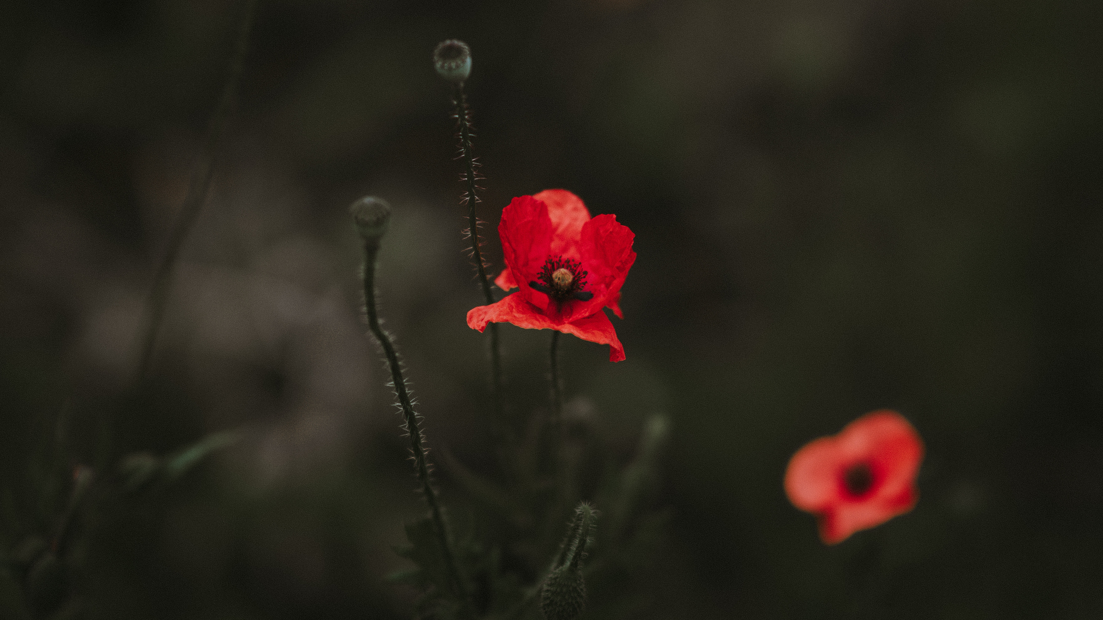 Red Flower in Tilt Shift Lens. Wallpaper in 3840x2160 Resolution