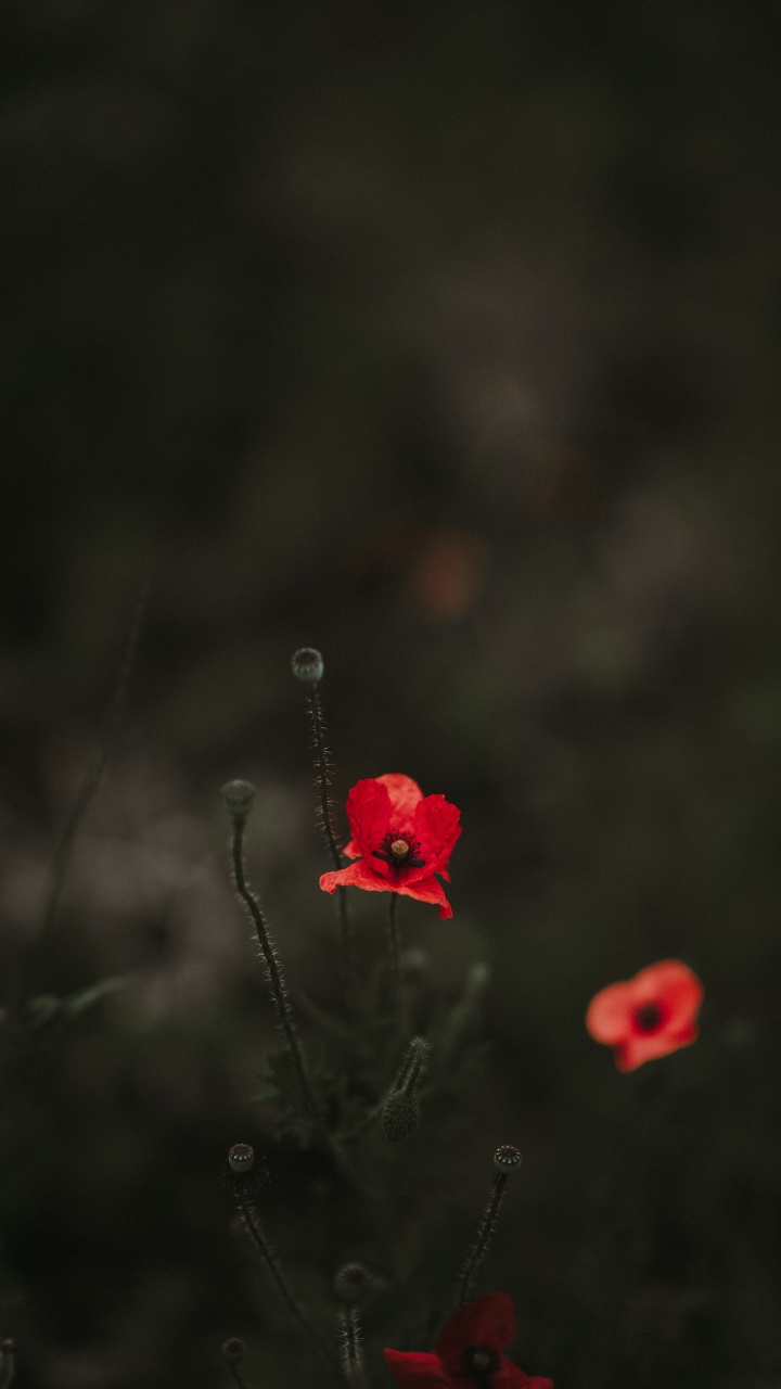 Red Flower in Tilt Shift Lens. Wallpaper in 720x1280 Resolution